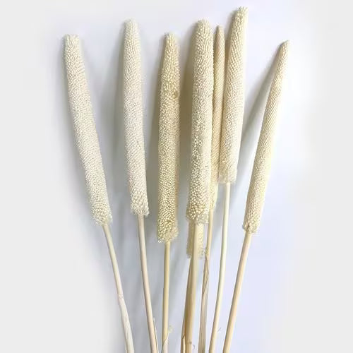 Babala - Trockenblumen