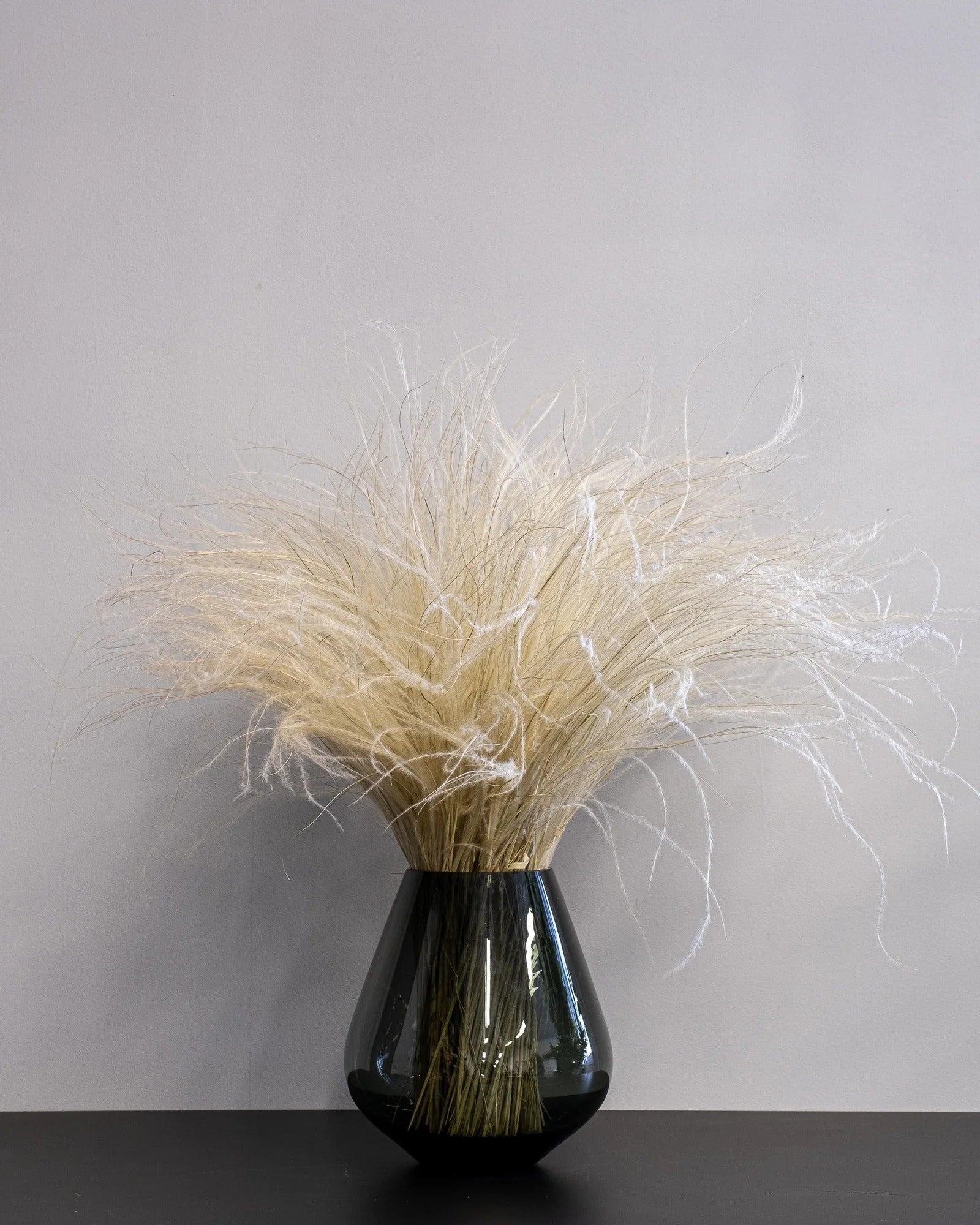 Närbild på torkade blommor i Fjädergräs Super – (Stipa Pennata) Naturell