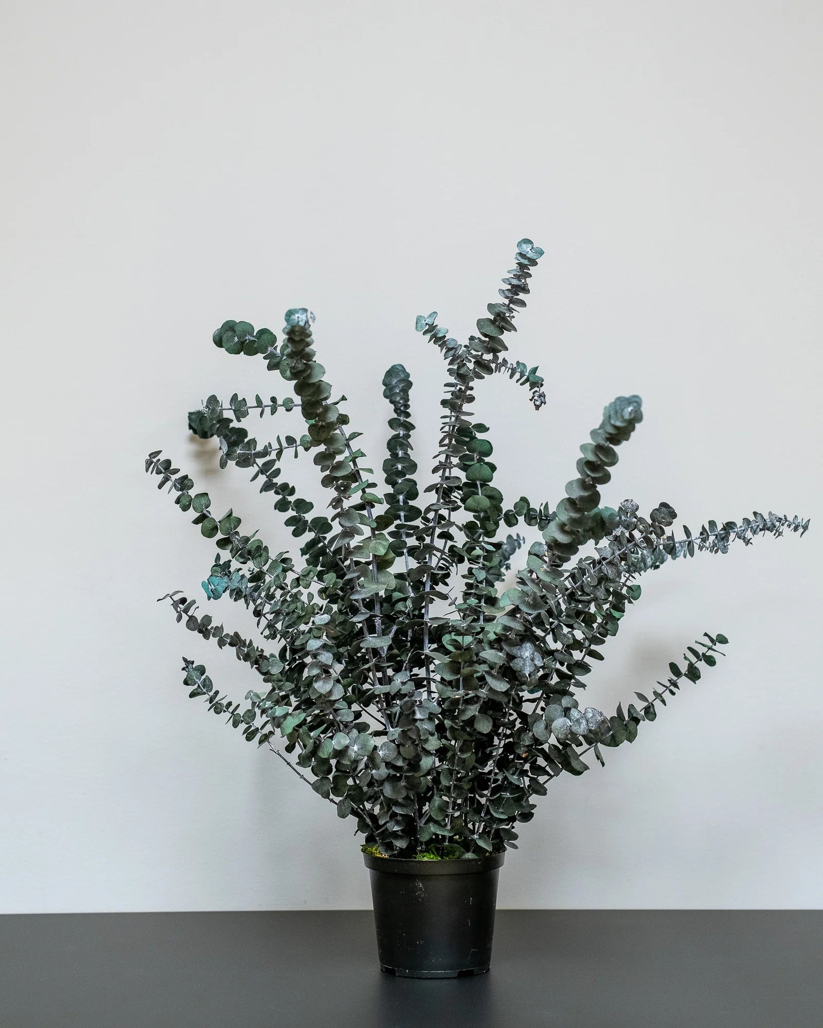 Konserverad Eucalyptus Baby Blue krukväxt med storleksvarianter 60 cm och 80 cm