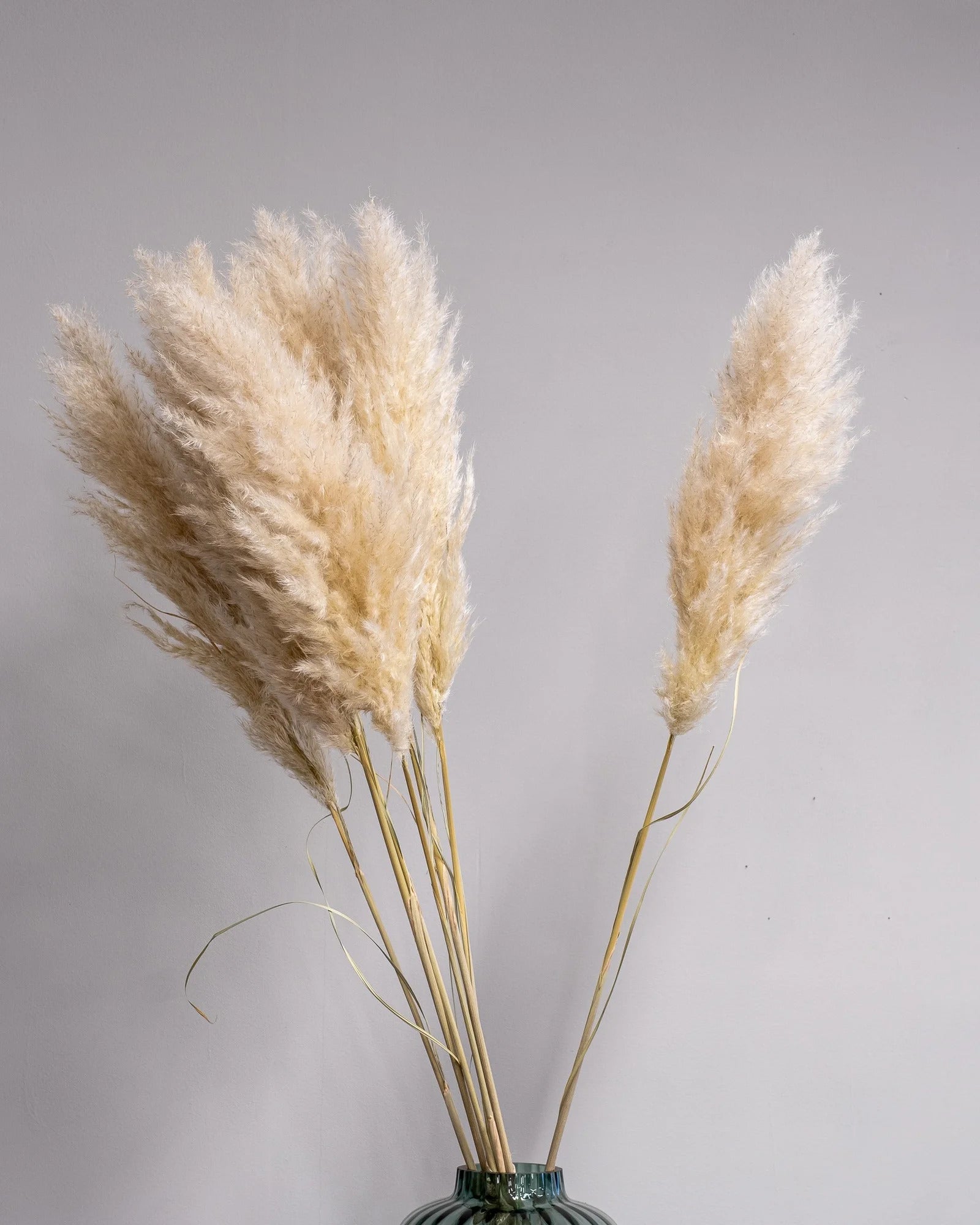 papmasgräs 110 cm-3