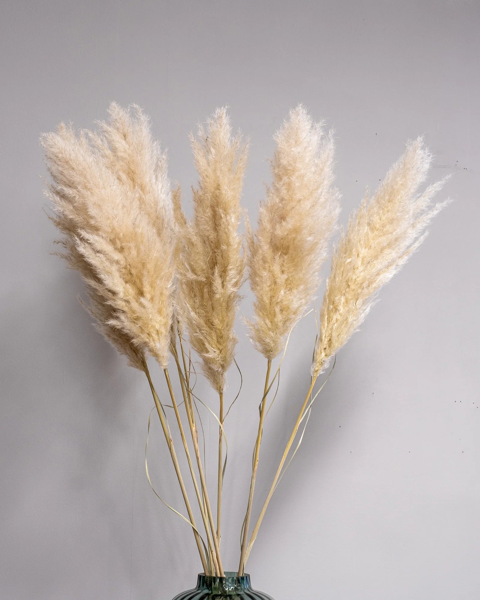 Fluffigt Pampasgräs Super 110–120 cm i Rosa