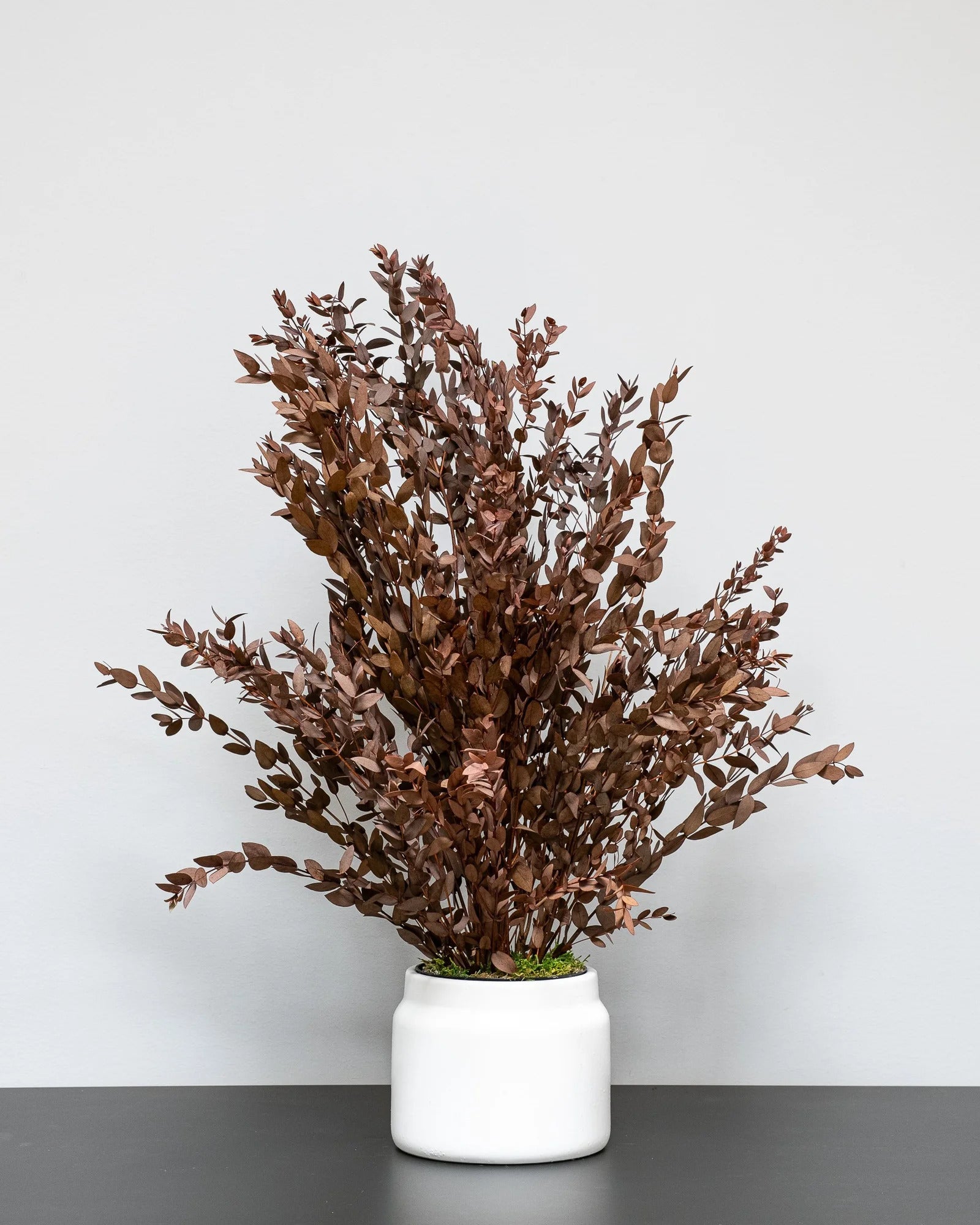 Konserverad Eucalyptus Parvifolia krukväxt i grön eller röd variant