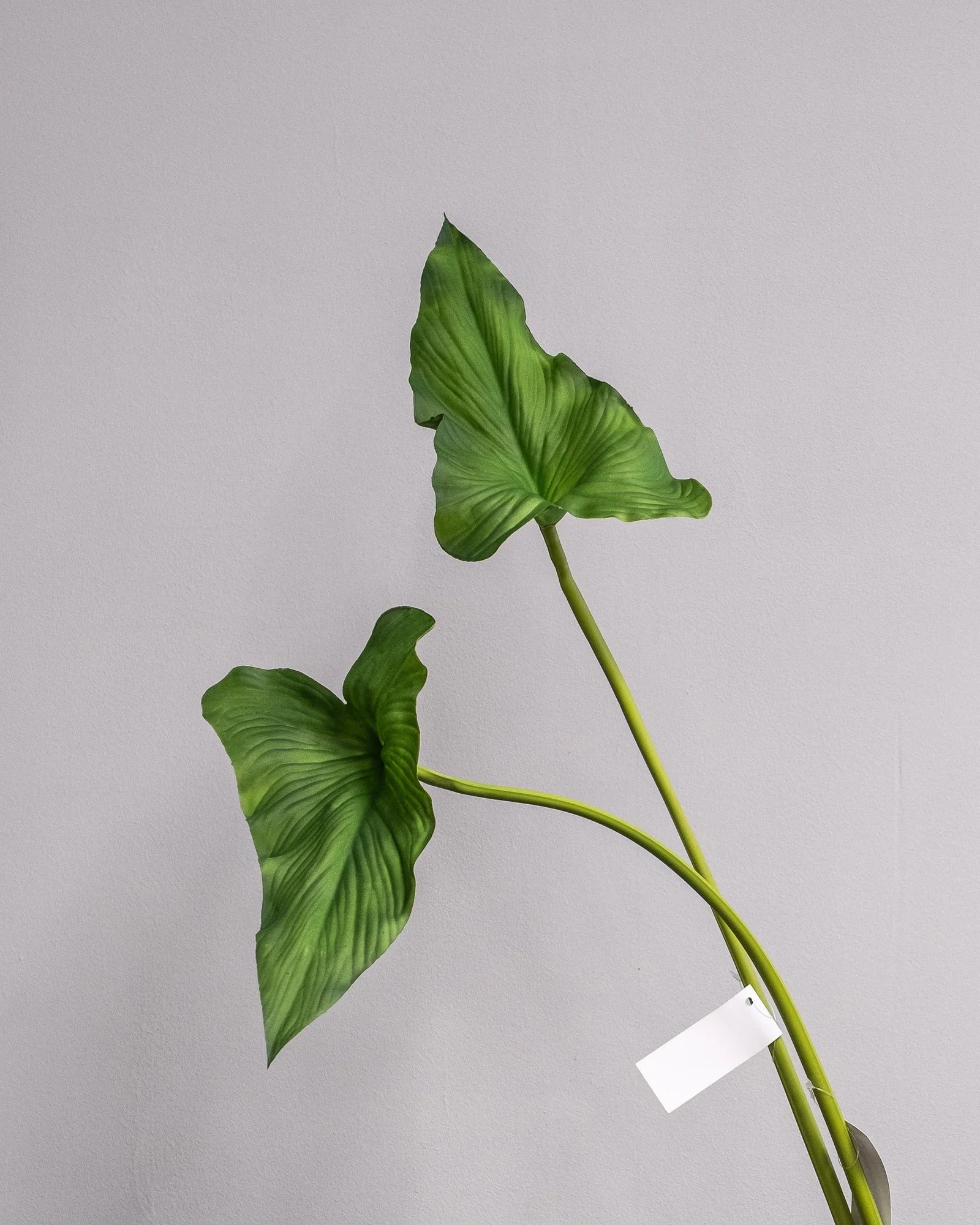 Konstgjort Alocasia cucullata blad – 75 cm som dekorativ produkt för hem och inredning