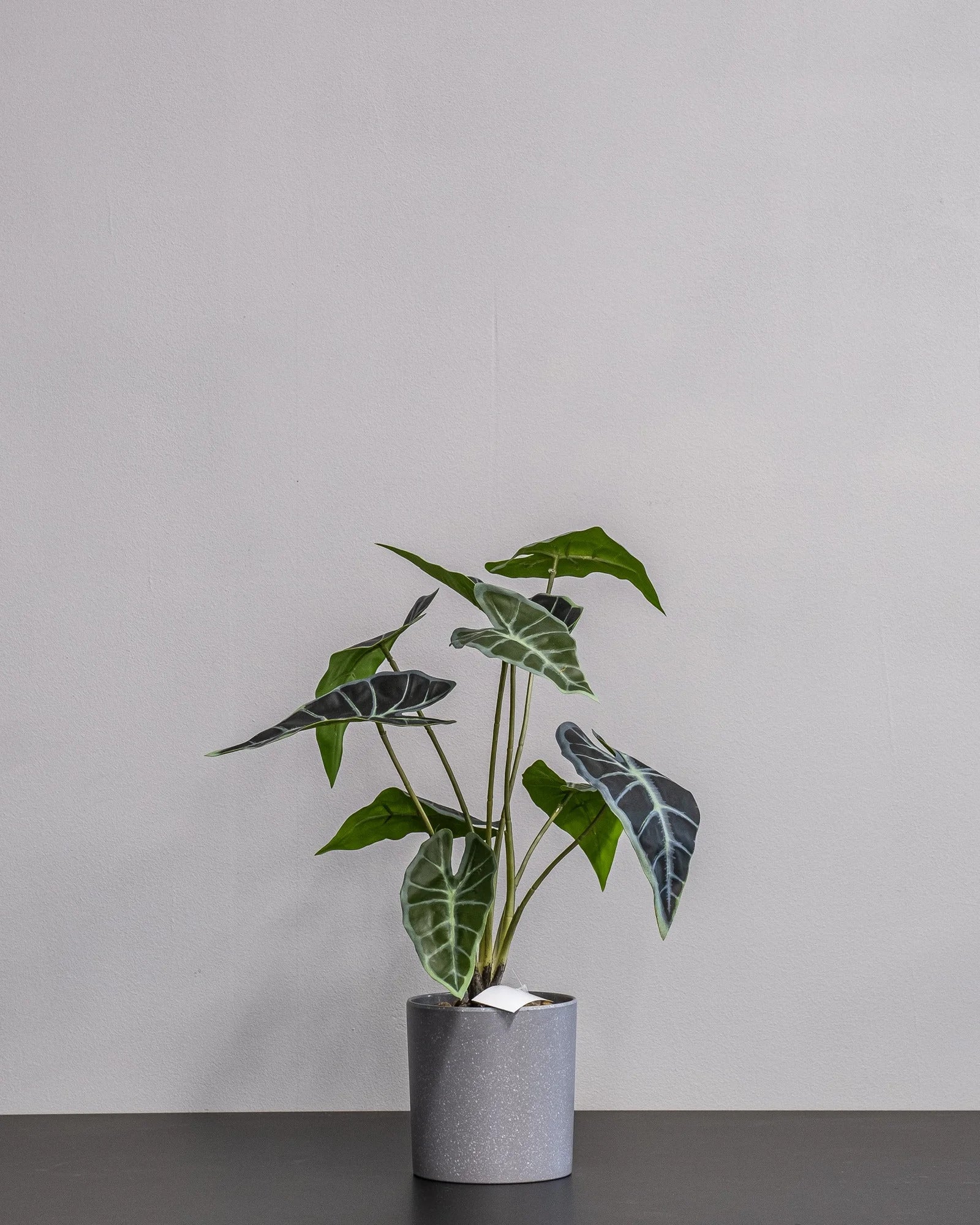 Konstgjord Alocasia krukväxt – 45 cm – konstgjord växt från Forever Flora