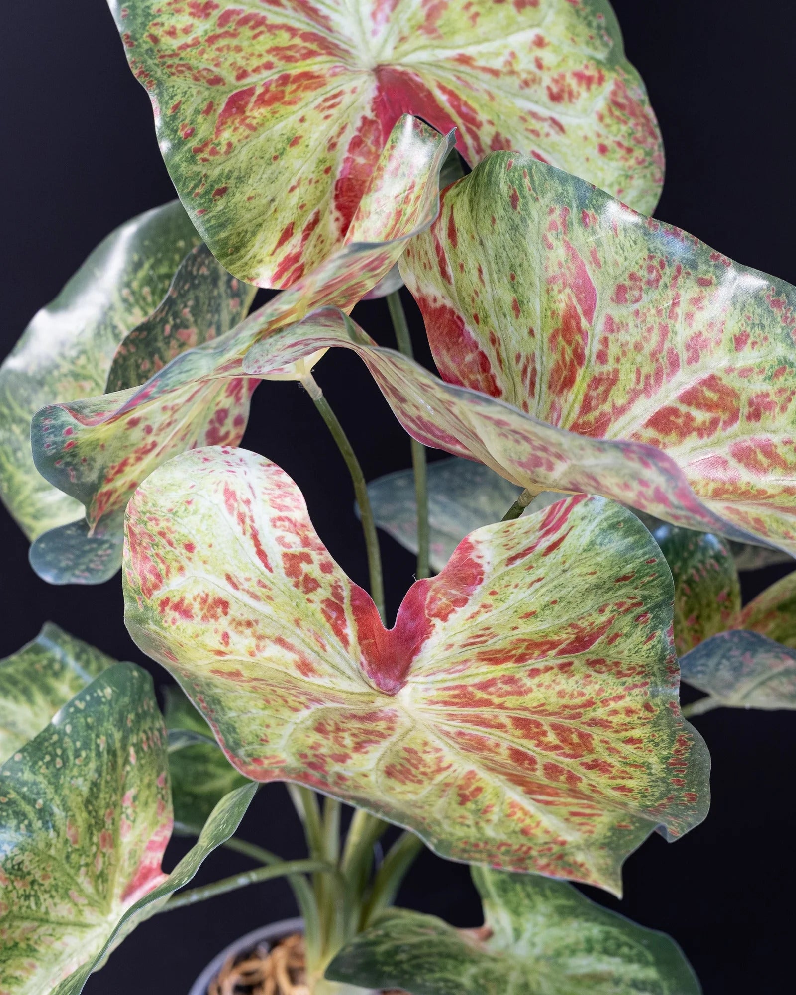 Detaljbild av Konstgjord Caladium krukväxt – 60 cm