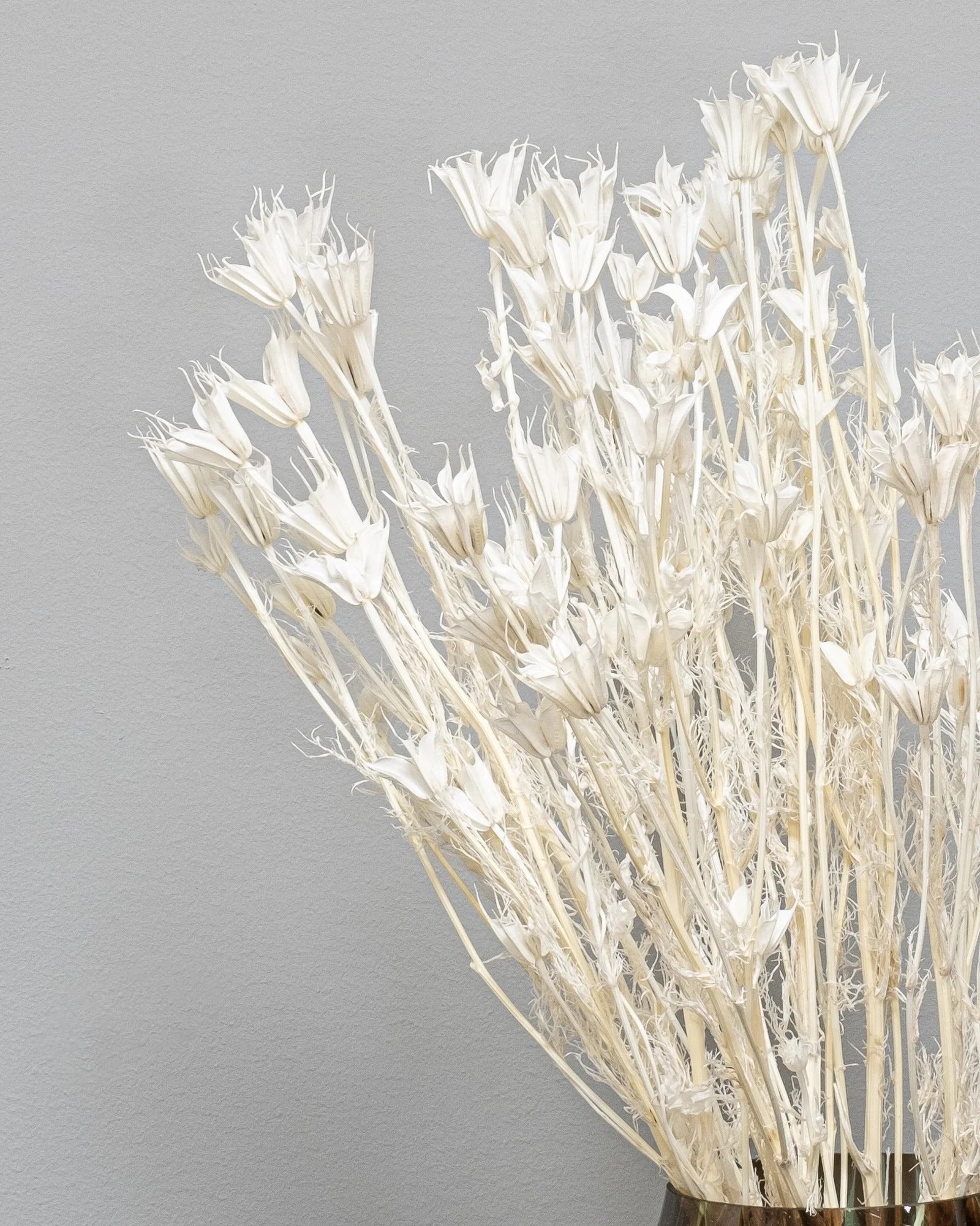 Detaljbild av Nigella Orientalis – 1607 nigella 12