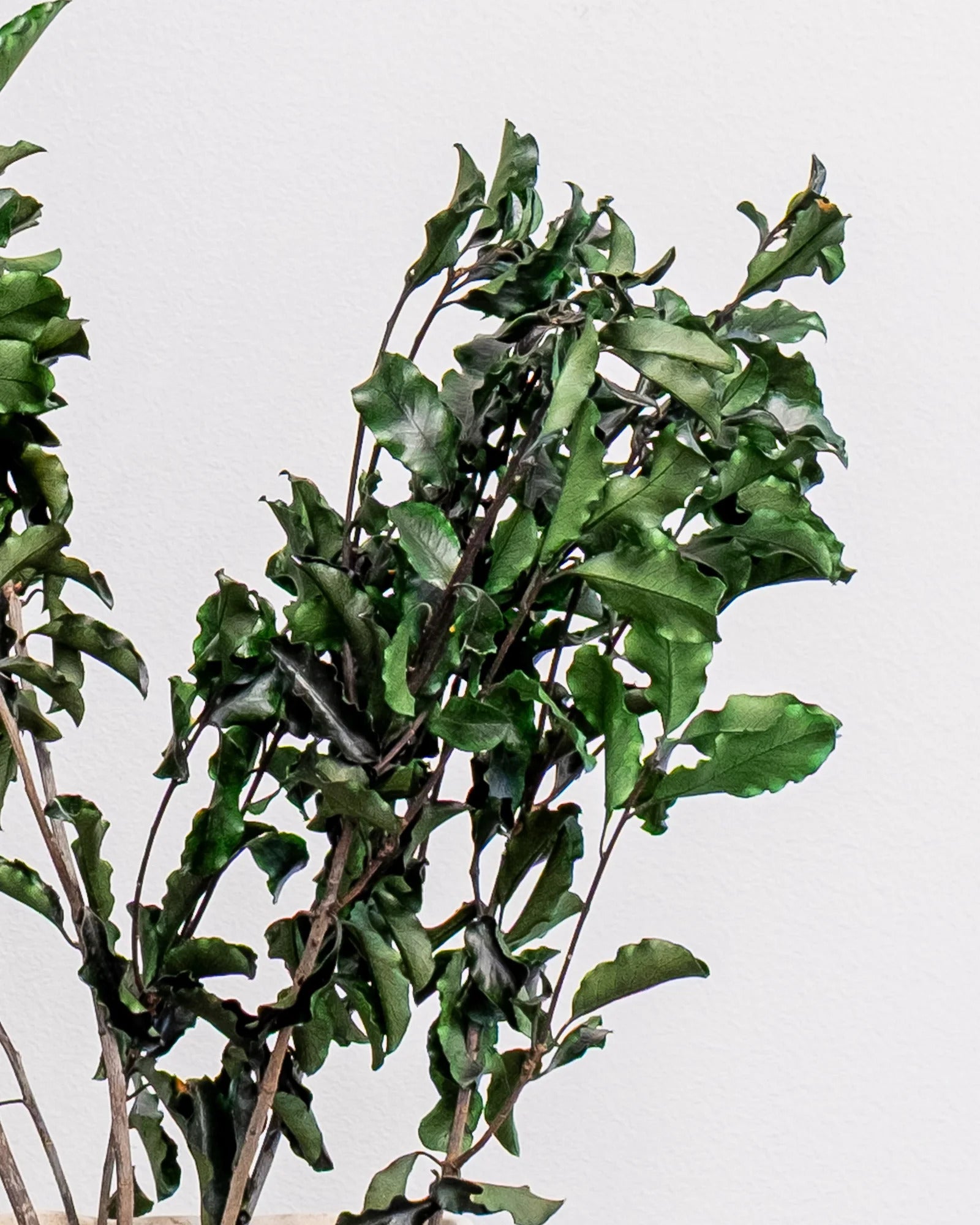 Konserverad Pittosporum krukväxt – konserverad krukväxt från Forever Flora