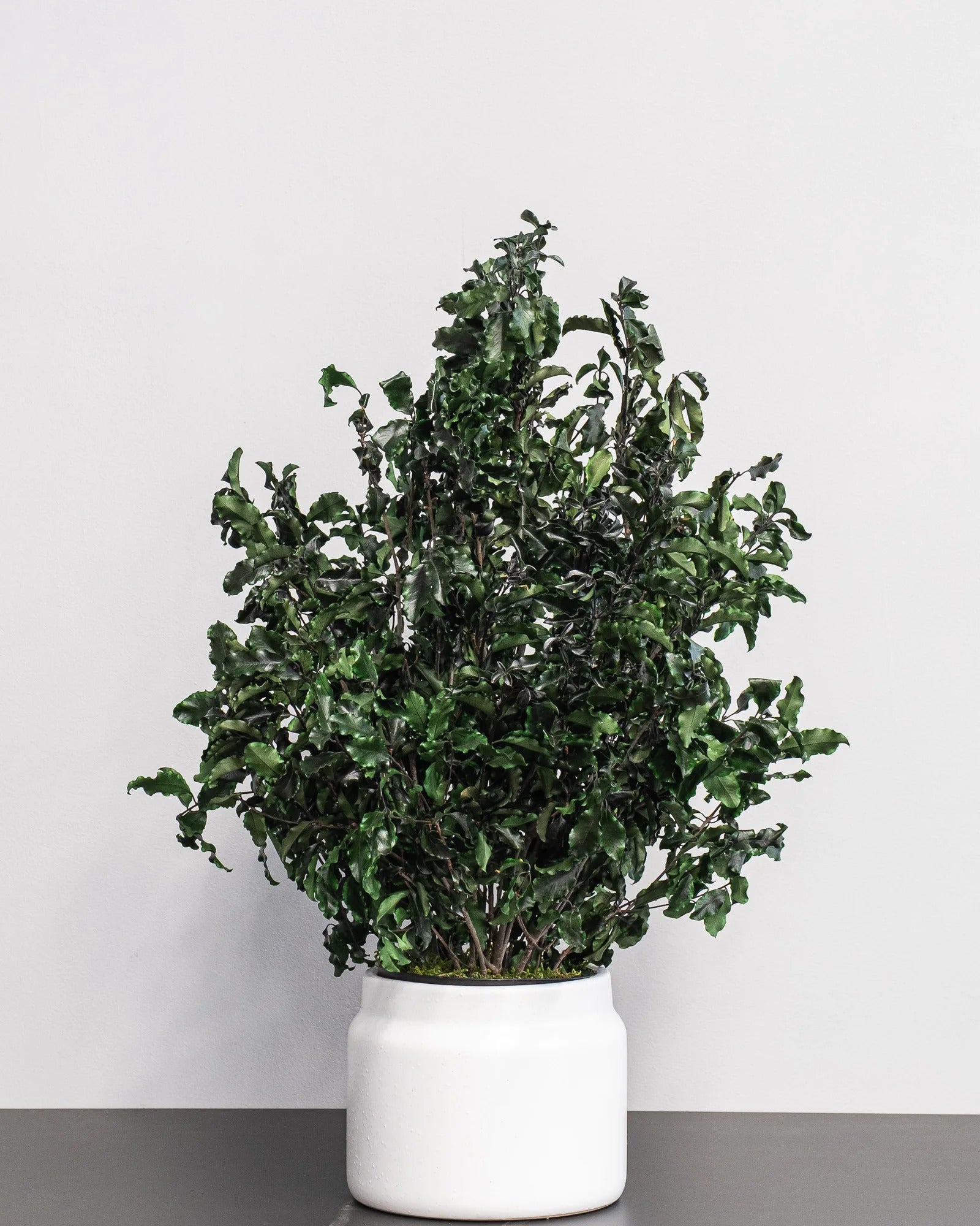 Konserverad Pittosporum krukväxt i produktvy