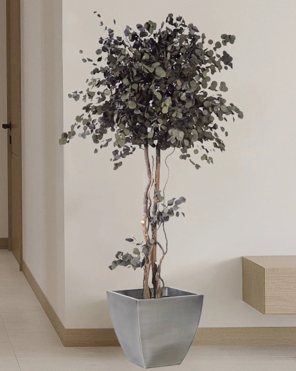 Eucalyptus Populus Krona som konserverat träd från Forever Flora