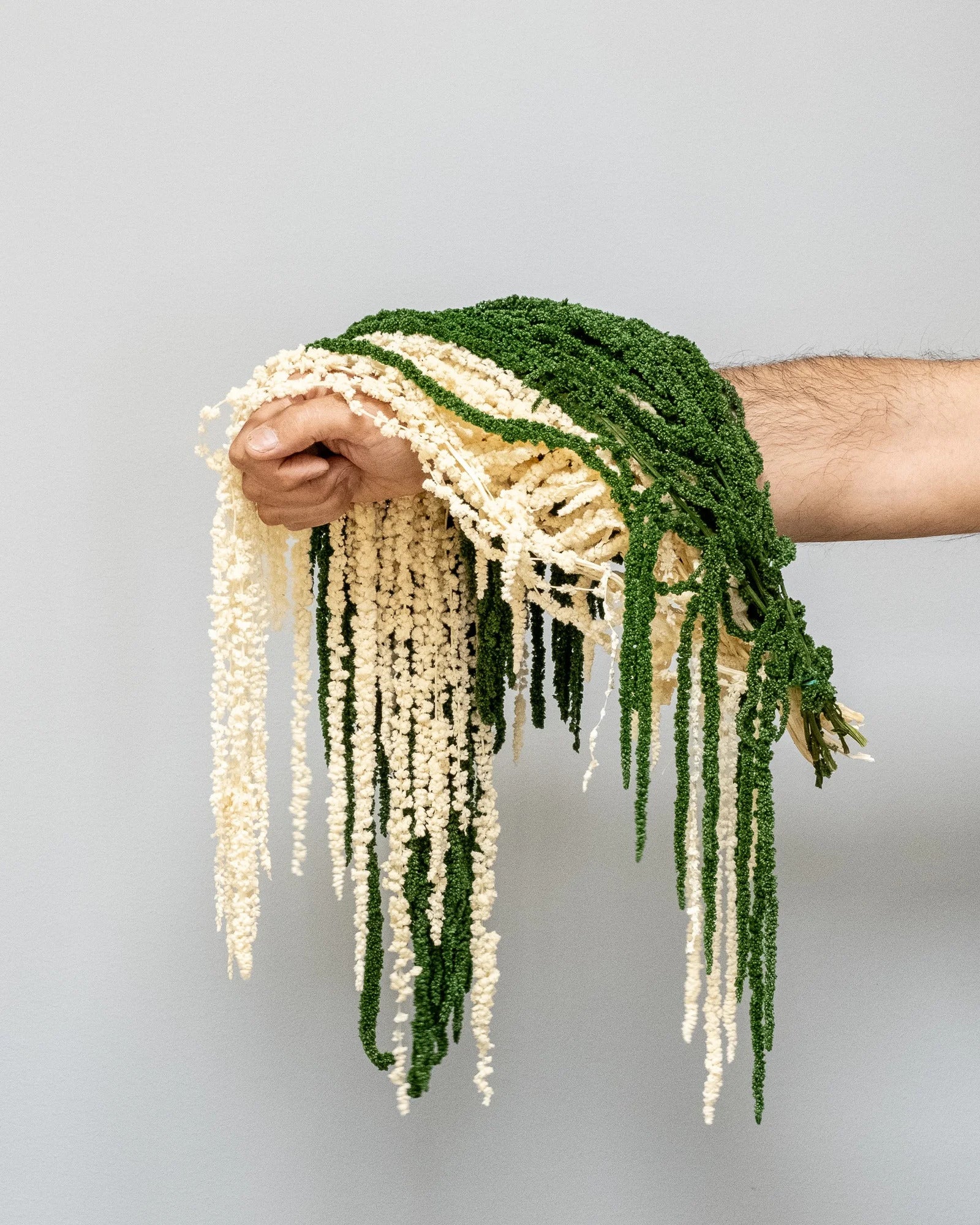Detaljbild av Amaranthus som konserverad blomma