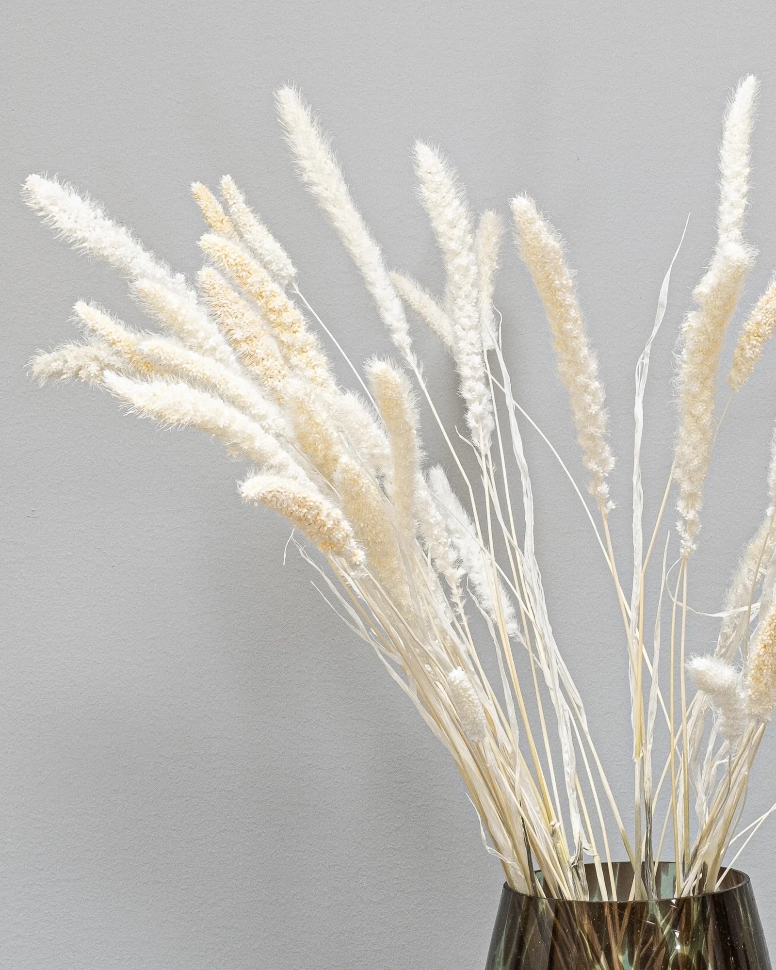 Setaria – torkade blommor 40–60 cm i Naturell