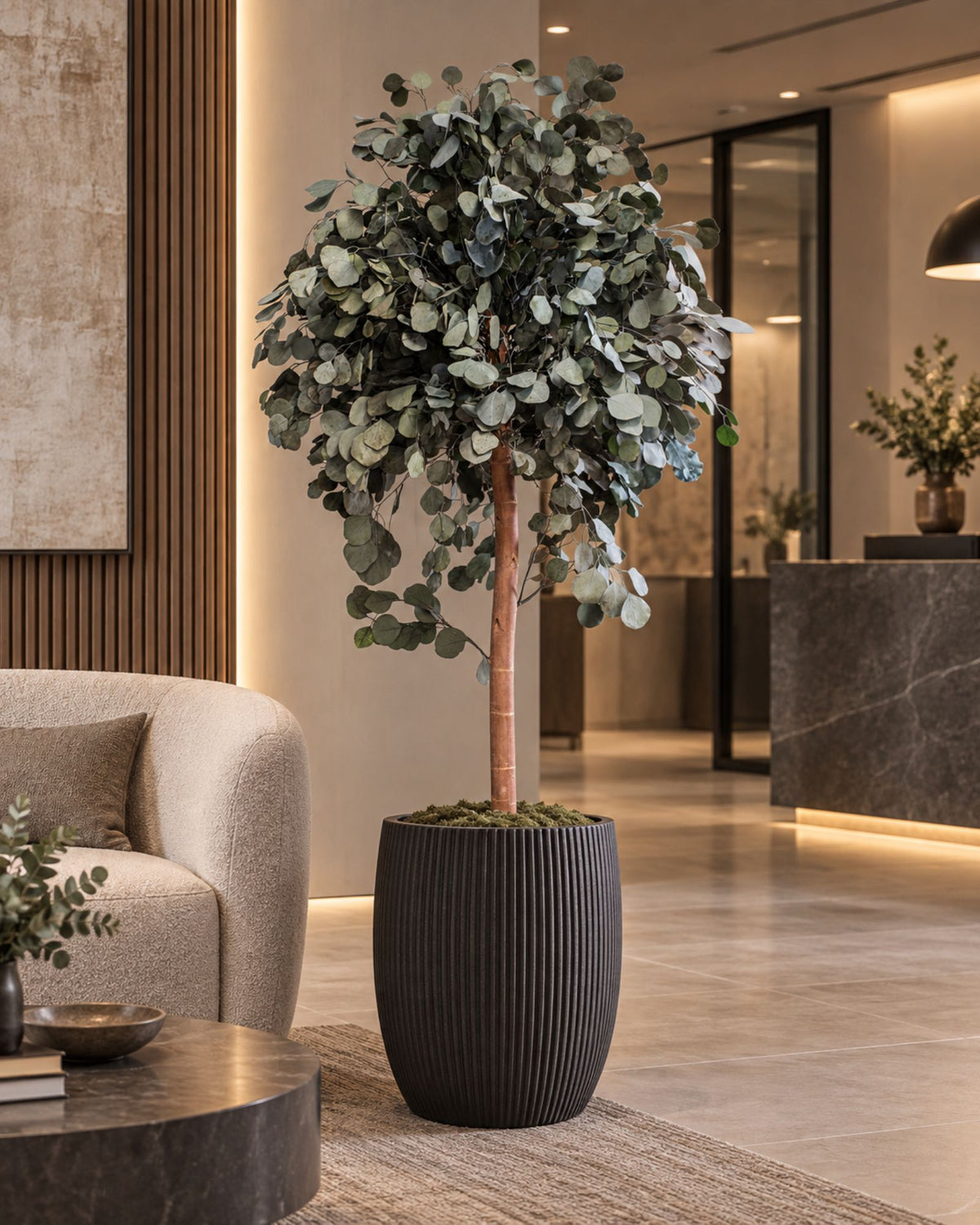 Preserved Eucalyptus Tree Populus – Crown