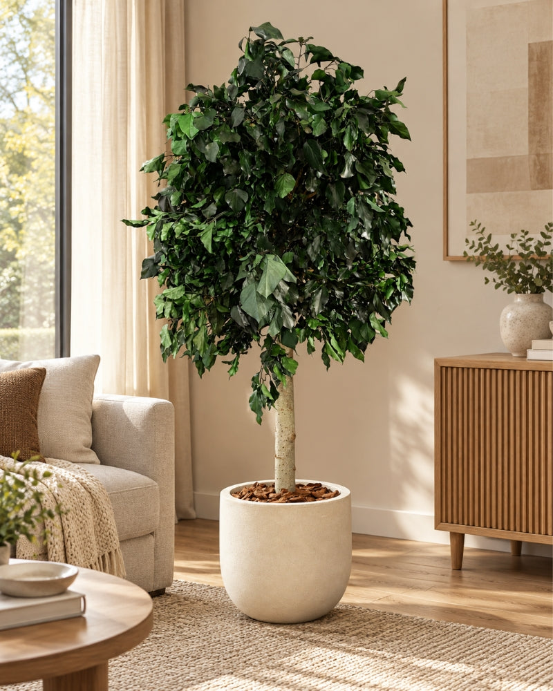 Konservierter Baum Ivy Grün im cremeweißen Topf in einem Wohnzimmer mit Sofa und Sideboard