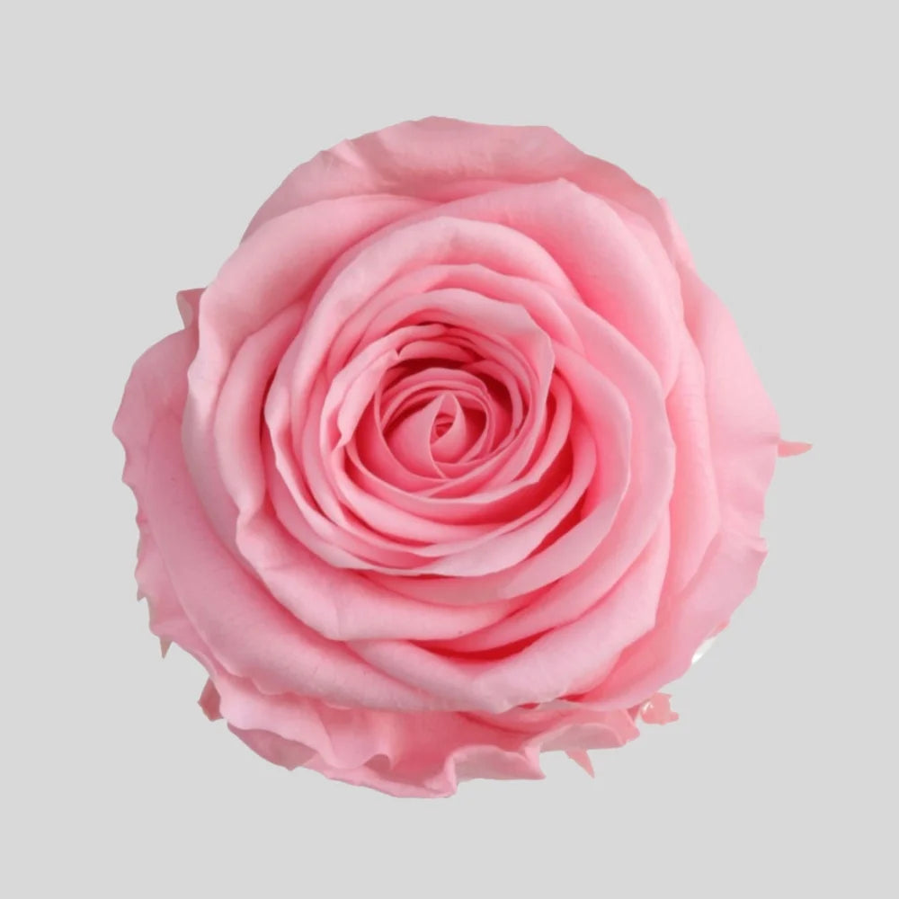 Konserverade rosor i Evighetsros Box i Trä - Stor Rosbox från Forever Flora