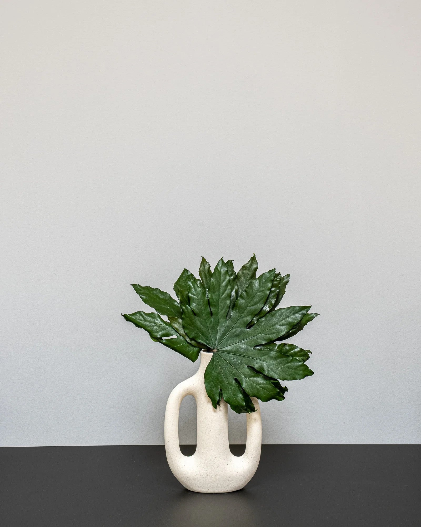 Aralia för dekorativ styling i inomhusmiljö