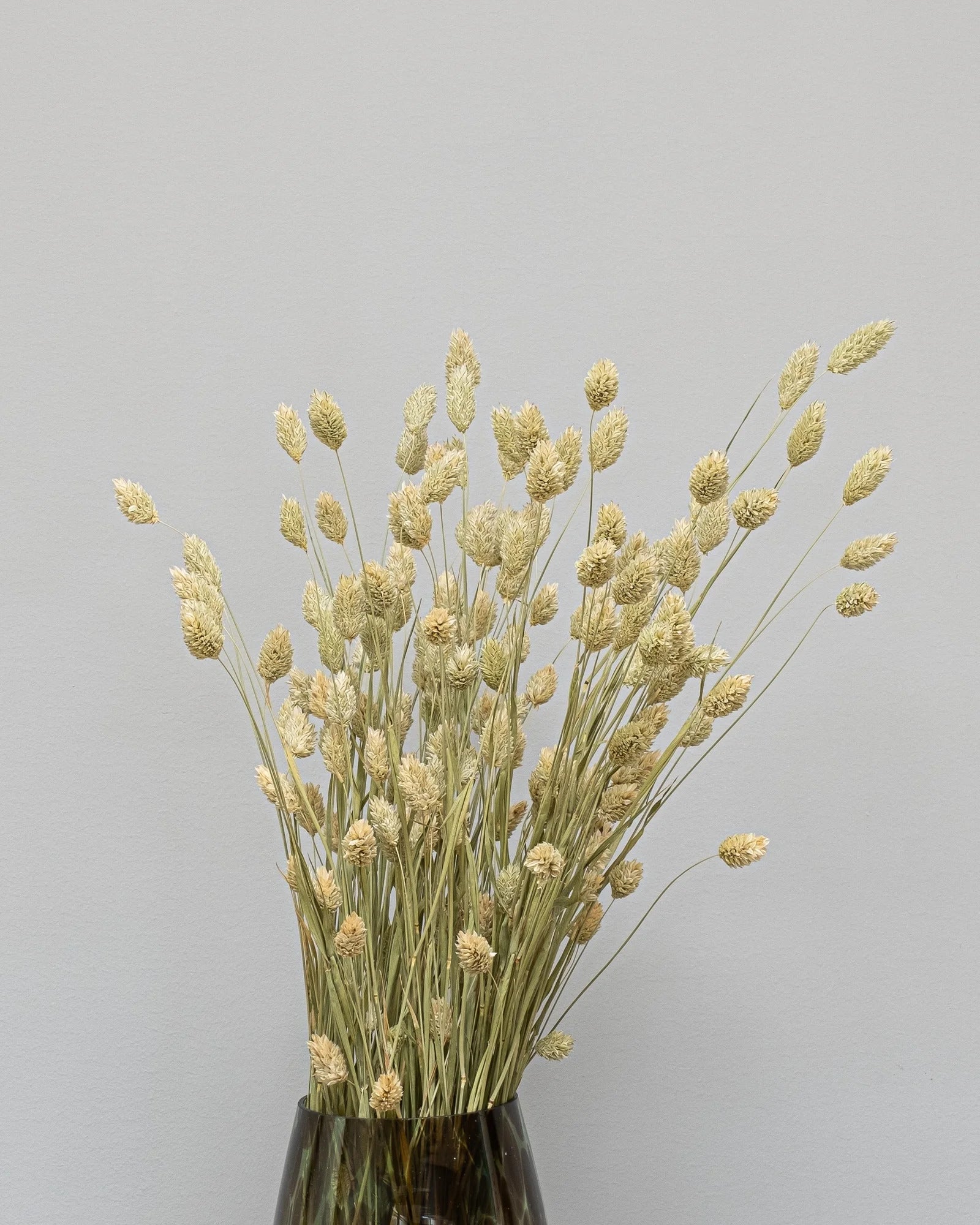 Phalaris – torkade blommor i Naturell