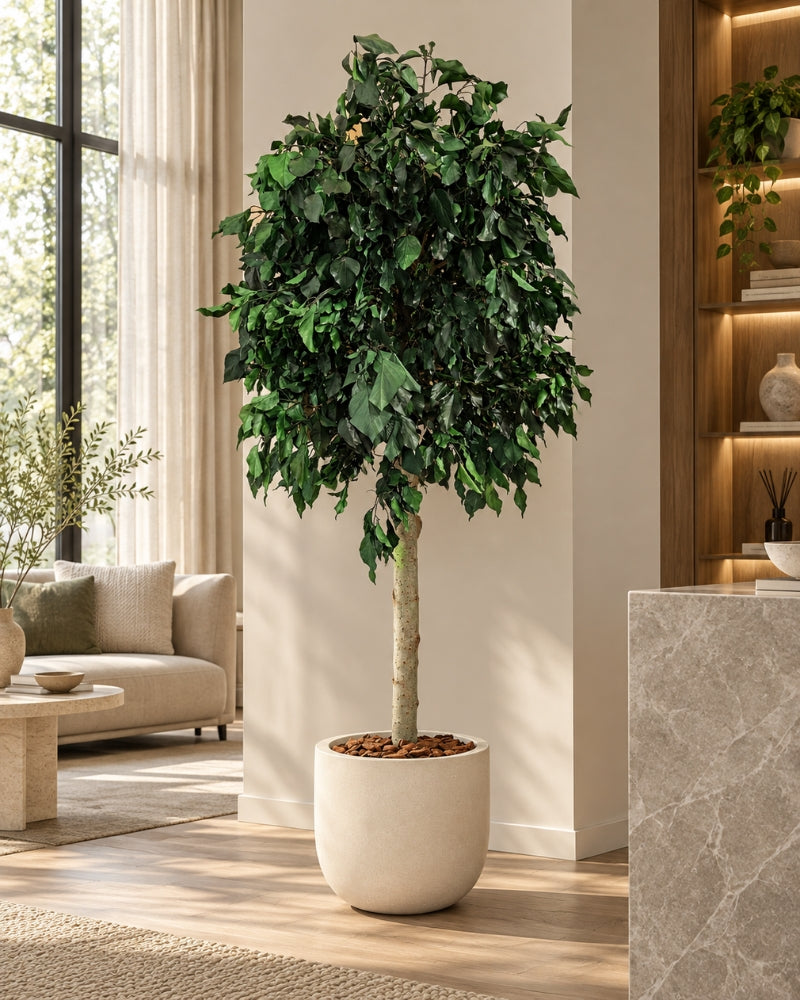 Konservierter Baum Ivy Grün im cremeweißen Topf in einem Wohnzimmer mit Sofa und Holzregal