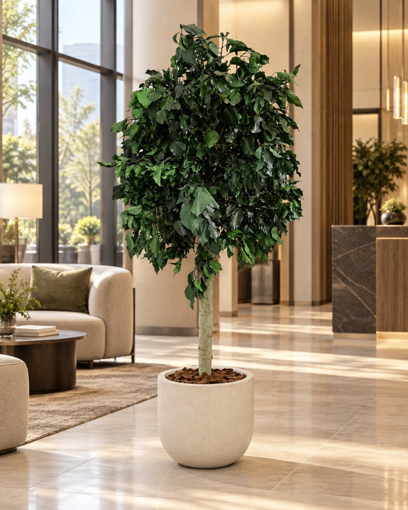 Konservierter Baum Ivy Grün im cremeweißen Topf in einer hellen Lobby mit Loungemöbeln