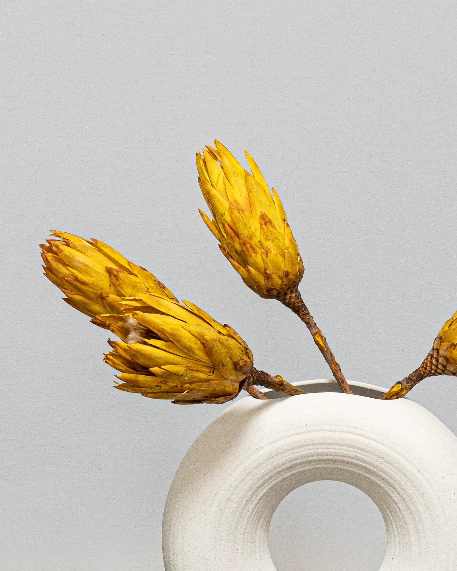 Protea Repens Gul som vasdekoration för hem och inredning