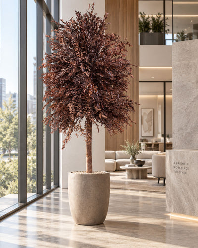 Preserved Eucalyptus Tree Parvifolia – Slim