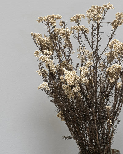 Diosmi Naturell som vasdekoration för hem och inredning i vit