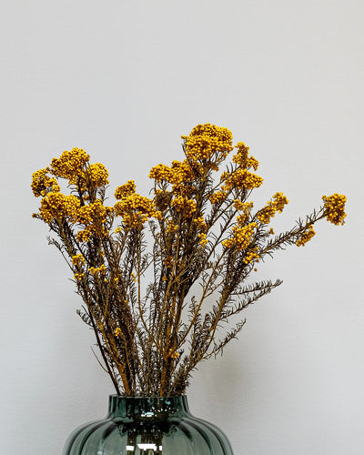 Detaljbild av Diosmi Naturell som konserverad blomma