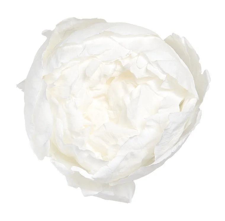 Konserverad Pion - Peony som dekorativ produkt från Forever Flora