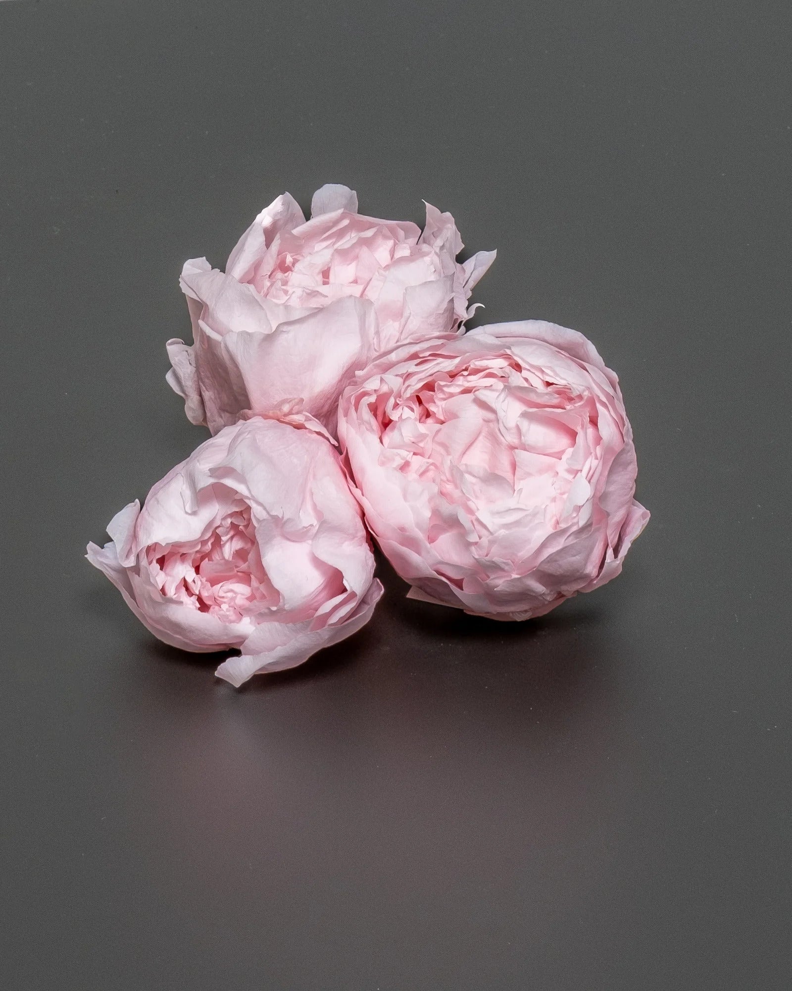 Konserverad Pion - Peony för buketter och blomsterarrangemang