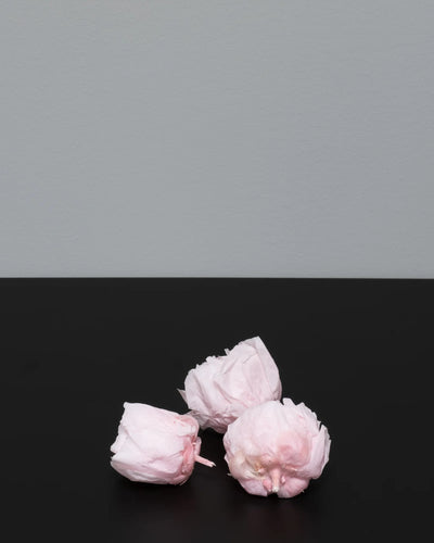 Närbild på detaljerna i Konserverad Pion - Peony