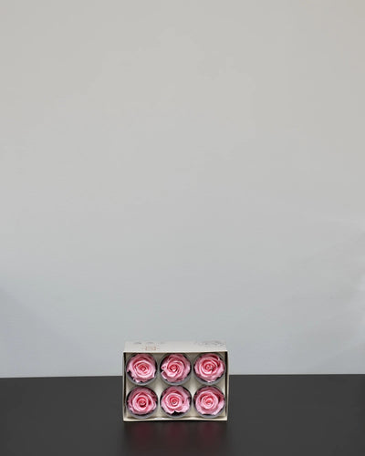 Detaljbild av Evighetsros 6 st i vit