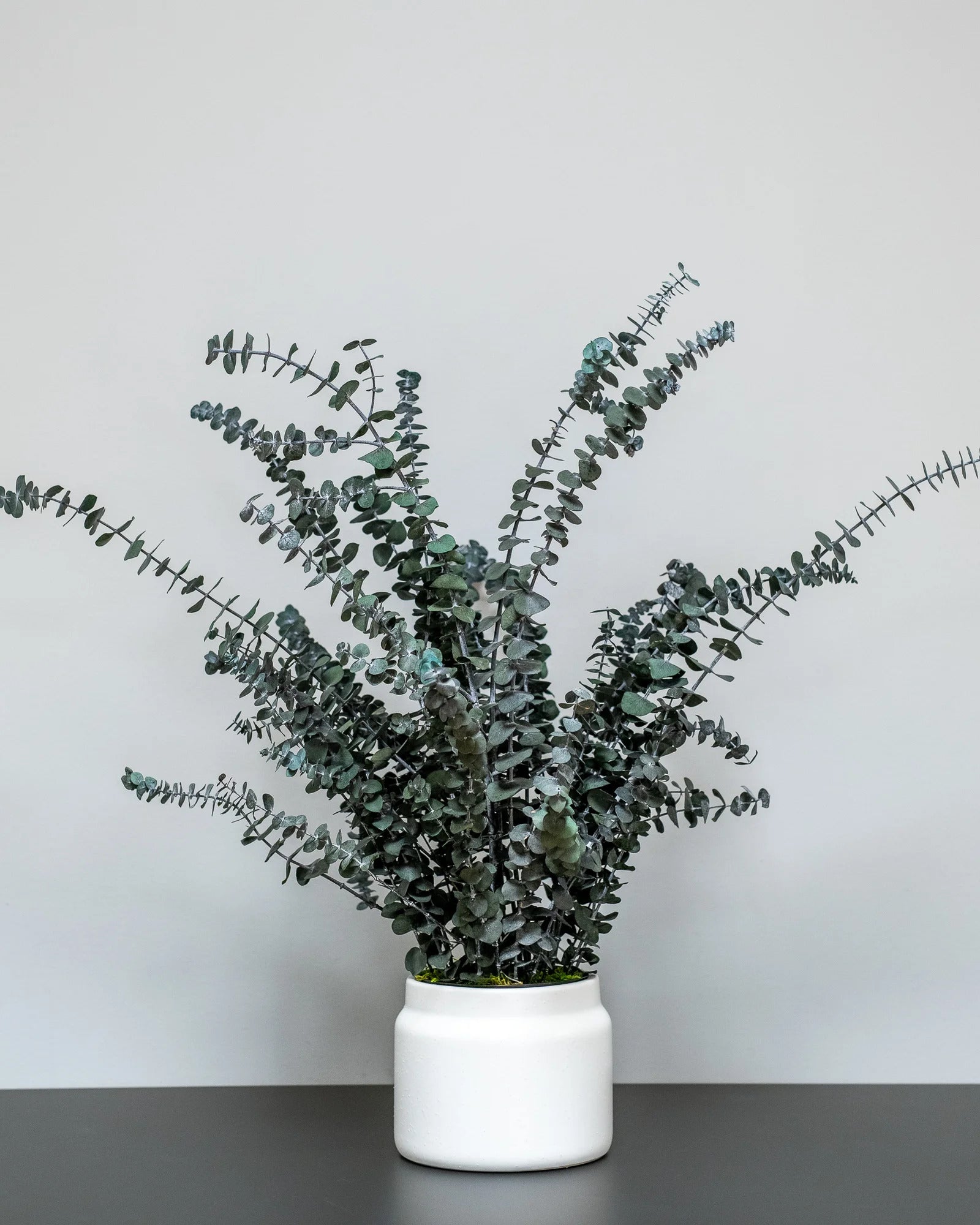 Konserverad Eucalyptus Baby Blue krukväxt med bevarad form för dekorativ placering