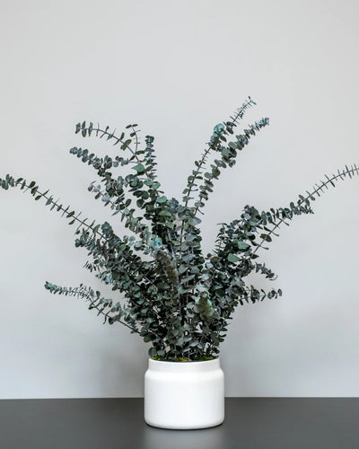 Konserverad Eucalyptus Baby Blue krukväxt med bevarad form för dekorativ placering