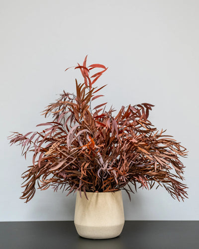 Konserverad Eucalyptus Nicoli krukväxt – konserverad krukväxt från Forever Flora