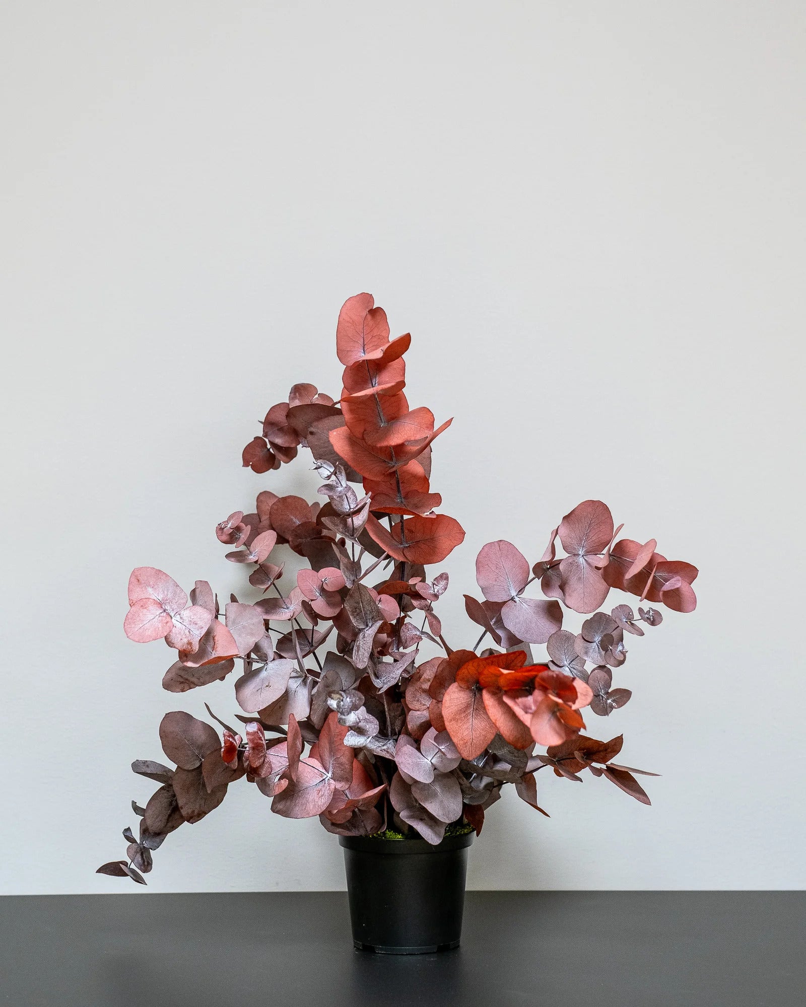 Konserverad Eucalyptus Cinerea krukväxt med storleksvarianter 60 cm och 80 cm