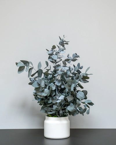 Detaljer i Eucalyptus Cinerea som konserverad krukväxt