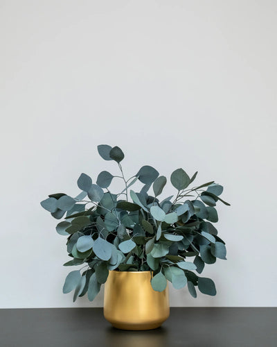 Konserverad Eucalyptus Populus krukväxt i röd variant