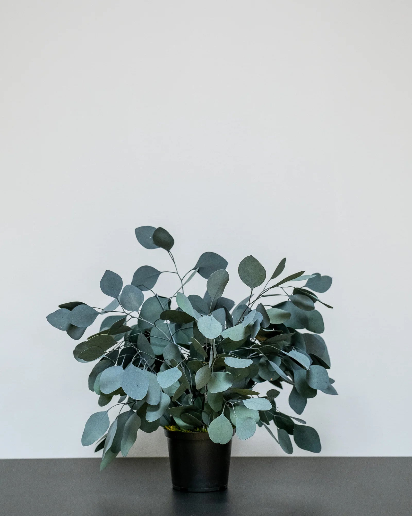 Konserverad Eucalyptus Populus krukväxt för grön växtinredning i inomhusmiljö