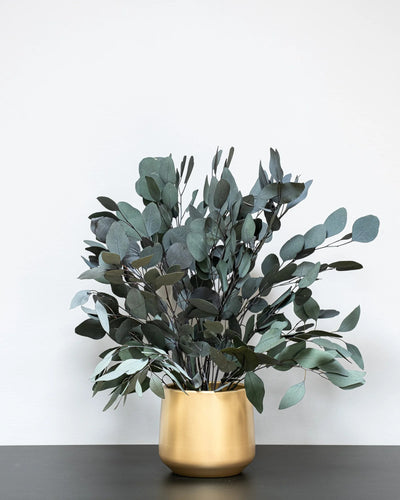 Dekorativ variant av Konserverad Eucalyptus Populus krukväxt
