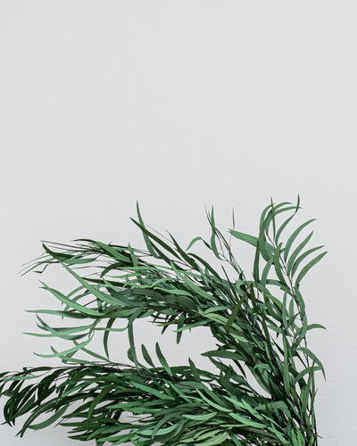 Närbild på detaljerna i Eucalyptus Nicoli