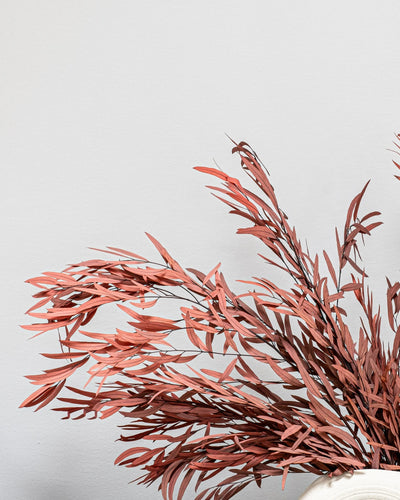 Konserverad växt med detaljer från Eucalyptus Nicoli