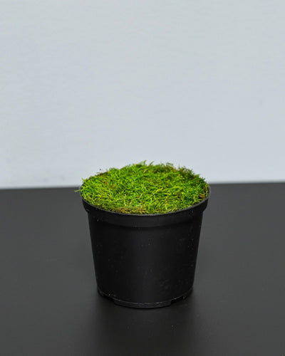 Konserverad Parvifolia krukväxt – konserverad krukväxt från Forever Flora
