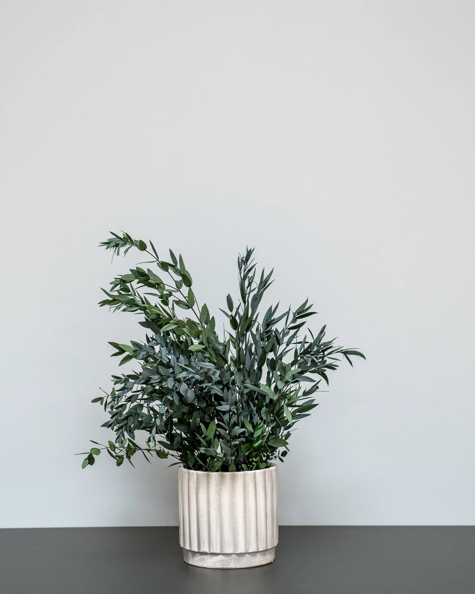Dekorativ variant av Konserverad Parvifolia krukväxt