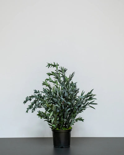 Eucalyptus Parvifolia i konserverad krukväxt för inomhusbruk