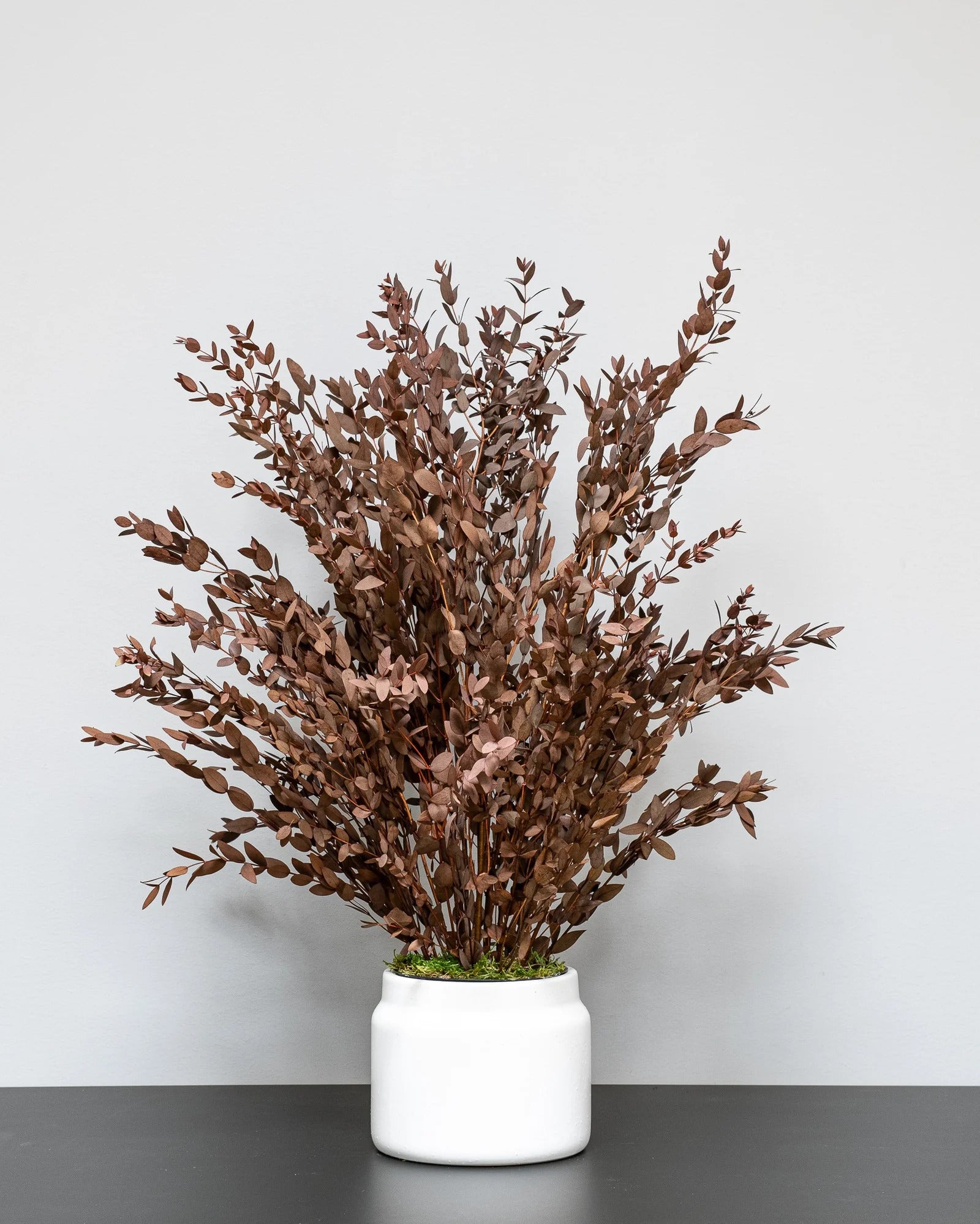 Konserverad Parvifolia krukväxt med eukalyptusblad