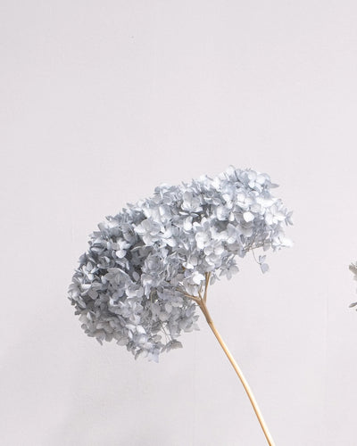Detaljbild av Hortensia Lång 60 cm som konserverad blomma