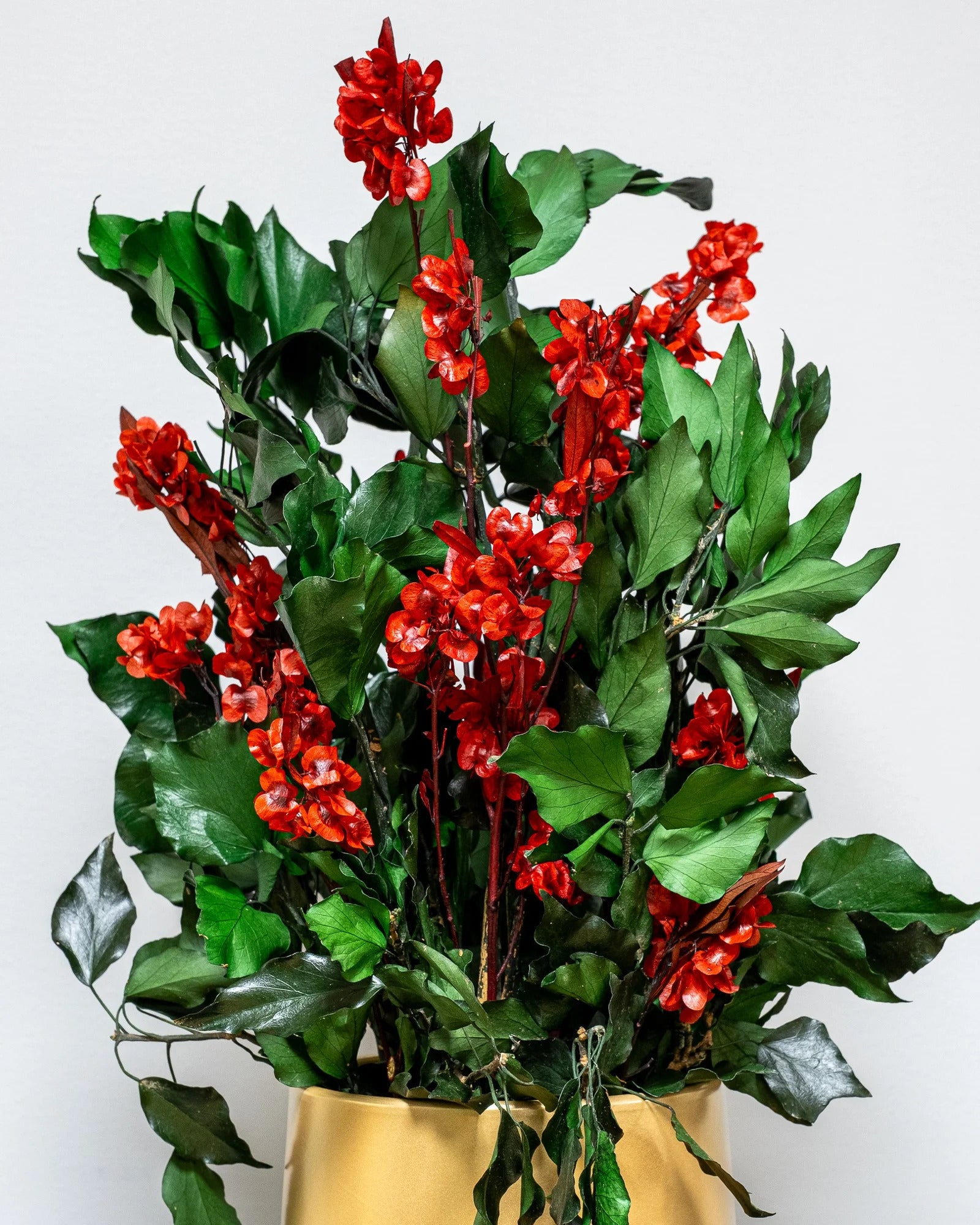 Konserverad Ivy Ruberia krukväxt röd – konserverad krukväxt från Forever Flora