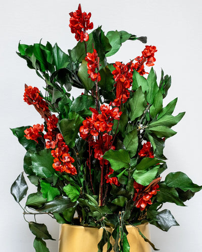 Konserverad Ivy Ruberia krukväxt röd – konserverad krukväxt från Forever Flora