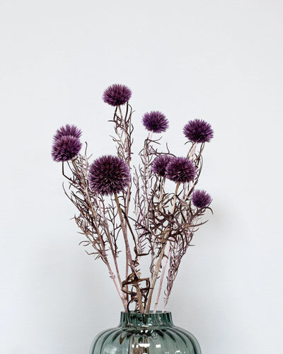 Konserverad blomma med detaljer från Bolltistel Gigant