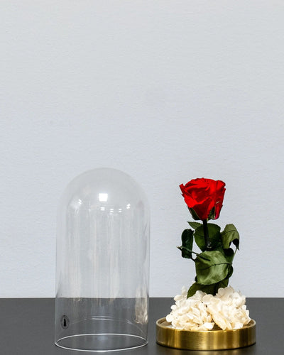 Nahaufnahme konservierter Rosen in der Glaskuppel mit Infinity-Rosen und Hortensie in Rosa