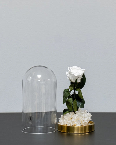 Konservierte Rosen in der Glaskuppel mit Infinity-Rosen und Hortensie von Forever Flora